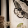 Set Of Four Framed Vintage Butterfly Art Prints, thumbnail 9 of 10