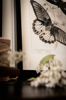 Set Of Four Framed Vintage Butterfly Art Prints, 9 of 10