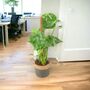 Monstera Deliciosa With Mosspole Indoor House Plant, thumbnail 5 of 5
