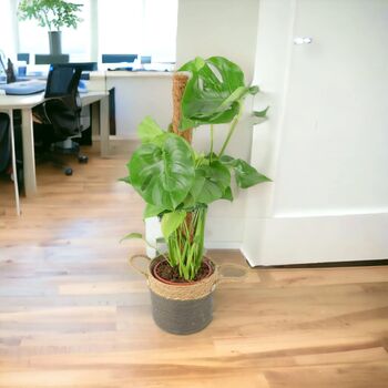 Monstera Deliciosa With Mosspole Indoor House Plant, 5 of 5