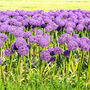Spring Bulbs Allium 'Gladiator' Six X Bulb Pack, thumbnail 4 of 5