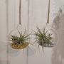 Airplant In Glass Bauble Open Terrarium, thumbnail 6 of 11