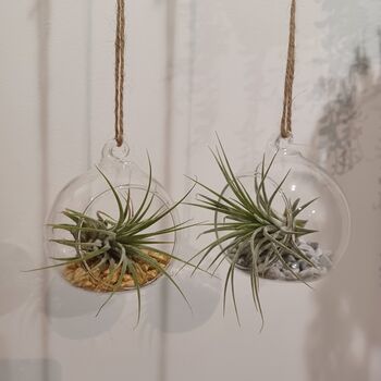 Airplant In Glass Bauble Open Terrarium, 6 of 11