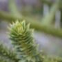 Gardening Gift. Grow Your Own Monkey Puzzle Tree, thumbnail 4 of 4