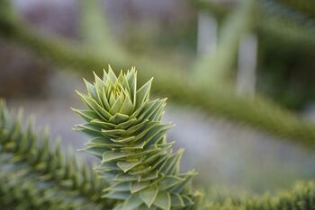 Gardening Gift. Grow Your Own Monkey Puzzle Tree, 4 of 4