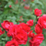 Climbing Rose 'Paul's Scarlet' Bare Rooted Plant, thumbnail 3 of 5