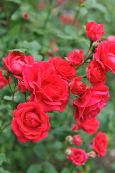 Climbing Rose 'Paul's Scarlet' Bare Rooted Plant, 3 of 5