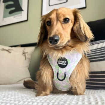 Adjustable Dog Harness | Smiley Face Check, 7 of 7
