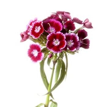 Flowering Plant Sweet William 'Roundabout Mix' Plug, 7 of 7
