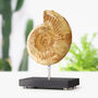 Limestone Ammonite Bespoke Solid Oak Stand Authentic Dinosaur Fossil, thumbnail 1 of 3