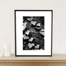 ivy, black and white, art print by paul cooklin | notonthehighstreet.com