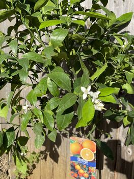 Citrus Orange Tree In Five Litre Pot, 9 of 11