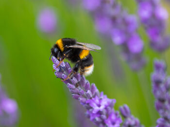 25 Personalised Wildflower Seed Ball Gifts, 7 of 12