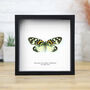 Dayflight Moth Butterfly Insect Bug Entomology Taxidermy Box Frame, thumbnail 1 of 3