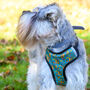 Squirrel Suprise Adjustable Dog Harness, thumbnail 8 of 12