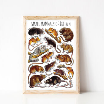 Small Mammals Of Britain Wildlife Print, 4 of 9