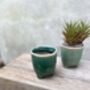 Tulip Cup Planter, thumbnail 1 of 2