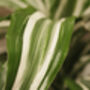 Dracaena 'Warneckii' Large Rare Houseplant, thumbnail 5 of 5