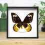 Goliath Birdwing Female Butterfly Moth Insect Bug Entomology Taxidermy Box Frame, thumbnail 1 of 3