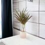 Dracaena Marginata Dragon Tree – 12cm Indoor Plant, thumbnail 1 of 8