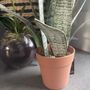 Artificial Potted Sansevieria Medium, thumbnail 8 of 8