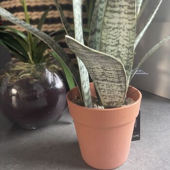 Artificial Potted Sansevieria Medium, 8 of 8