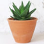 Tapered Terracotta Plant Pot, thumbnail 3 of 3