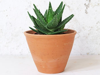 Tapered Terracotta Plant Pot, 3 of 3