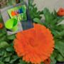 Bucket And Belt Childrens Tool Gift Set, thumbnail 3 of 6
