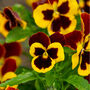 Flowers Pansy 'Radiance Red' 20 X Plant Pack, thumbnail 3 of 6