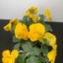 Viola 'Yellow' Six X Plant Pack, thumbnail 3 of 6