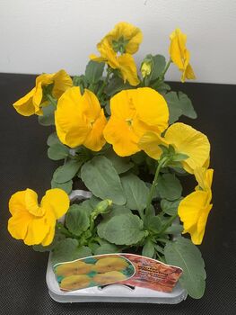 Viola 'Yellow' Six X Plant Pack, 3 of 6