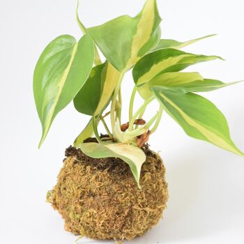 Kokedama Ball Kit With House Plant Home Office Decor, 5 of 6