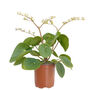Chinese Money Plant In 9cm Decorative Pot, thumbnail 4 of 4
