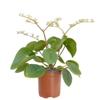 Chinese Money Plant In 9cm Decorative Pot, 4 of 4