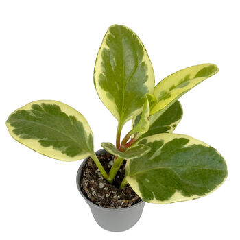Variegated Rubber Plant Easy Care House Plant, 3 of 3