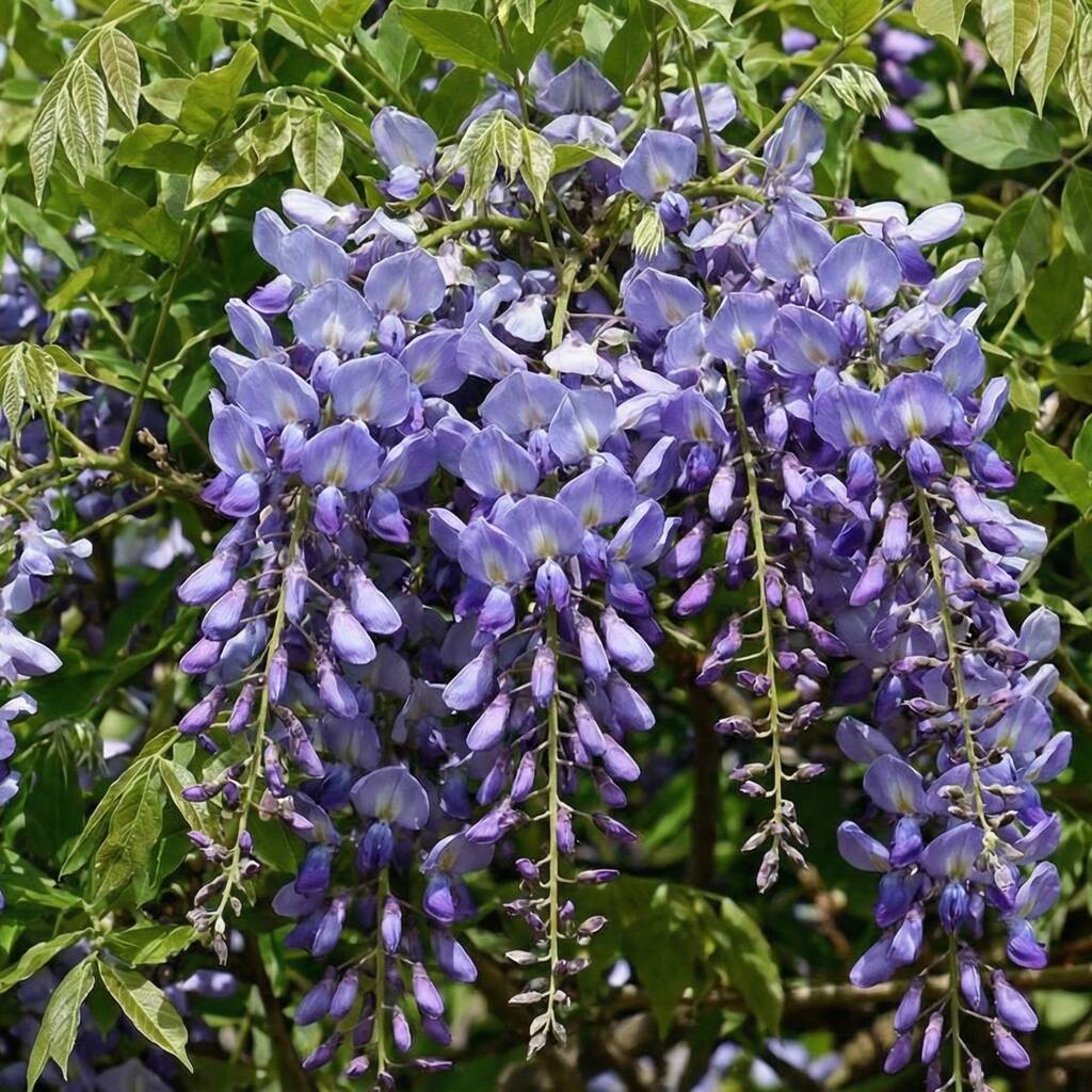 Wisteria Sinensis Prolific By The Rose Press Garden