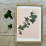 Ivy Botanical Print, thumbnail 1 of 6