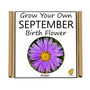 Unusual Birthday Gardening Gift. September Birth Flower, thumbnail 3 of 3