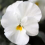 Flowers Pansy 'Pure White' Six X Plant Pack, thumbnail 5 of 6