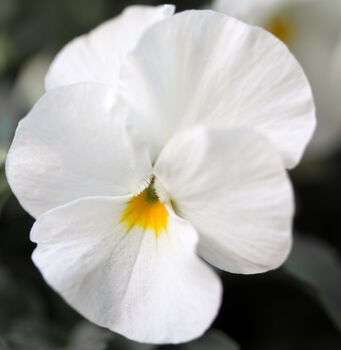 Flowers Pansy 'Pure White' Six X Plant Pack, 5 of 6