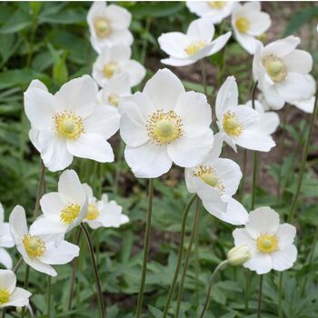 Shrub Philadelphus 'Aureus' One X Plant In A One L Pot, 4 of 5