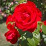 Valentine's Day Rose 'Lovestruck' One Five Litre Pot, thumbnail 2 of 5