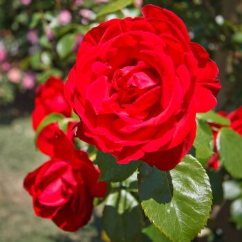 Valentine's Day Rose 'Lovestruck' One Five Litre Pot, 2 of 5