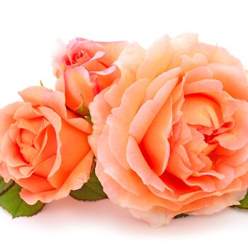 Floribunda Rose It's A Wonderful Life Bare Rooted, 4 of 4