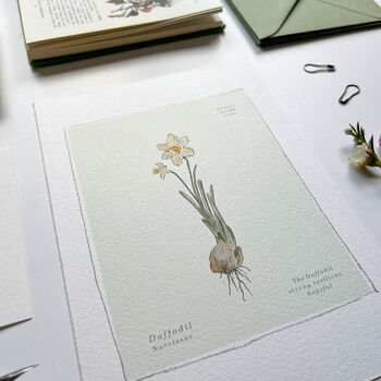 Spring Bulbs Daffodil Botanical Print, 3 of 4