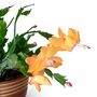 Yellow Christmas Cactus Multipack Two Plants 13cm Pots, thumbnail 1 of 6