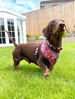 Berry Blossom Floral Dog Harness, 4 of 7