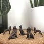 Miniature Bronze French Bull Dog Sculpture 8th Bronze, thumbnail 12 of 12