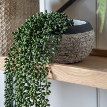 String Of Pearls In Soil, 4 of 5